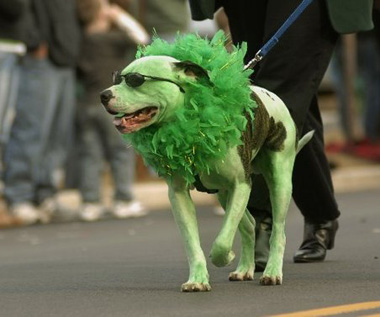 green-dog-st-patricks-day